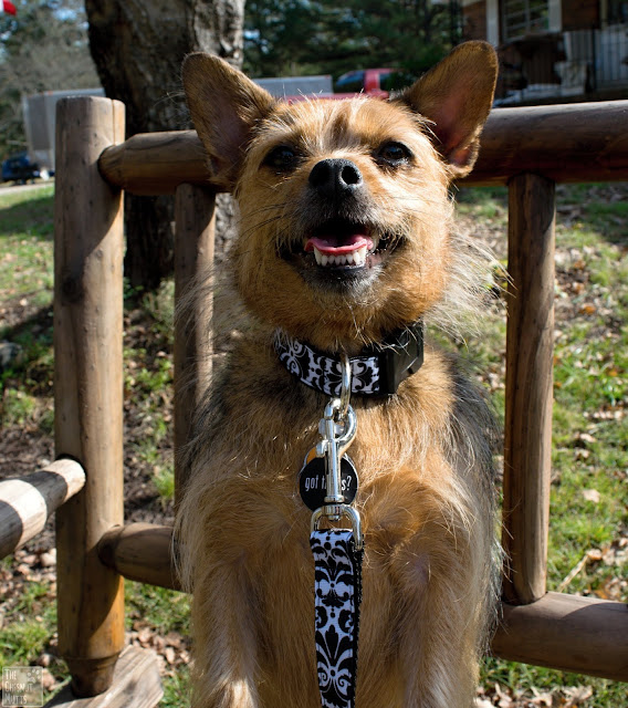 the french dog collar and leashes