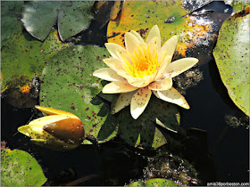 Flor de Loto del Aquatic Garden en el Jardín Botánico de Montreal