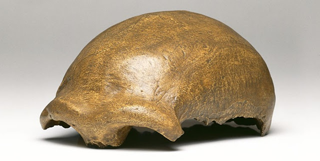 Слепок черепа неандертальца 1