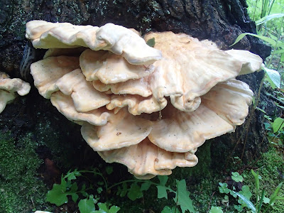 żółciak siarkowy Laetiporus sulphureus