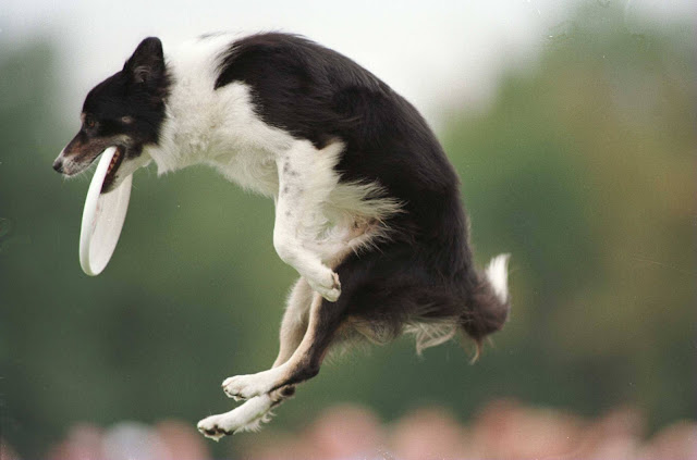 Beautiful,cute,danger black and white dog,dog is high jumping in air, wallpapers,pitchers,images 