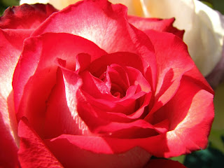 Beautifull Rose HD Desktop Wallpaper Photos