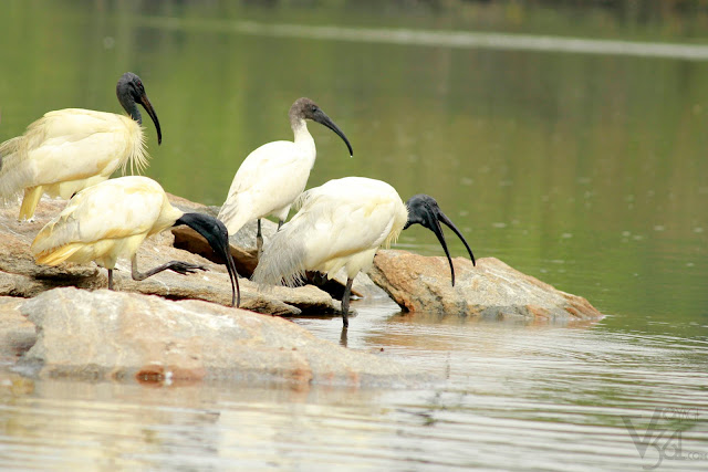 Black headed Ibis in river Kaveri