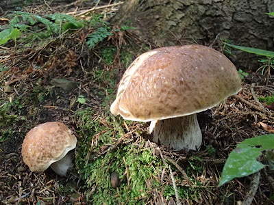 grzyby w sierpniu, grzyby 2016, grzyby na Orawie, borowik szlachetny Boletus edulis, pieprznik trąbkowy Canthatellus tubeaformis, muchomor czerwieniejący Amanita rubescens, muchomor czerwony amanita muscaria, gałęziaki Ramaria, Leotia lubrica patyczka lepka, koźlarz czerwony Leccinum aurantiacum