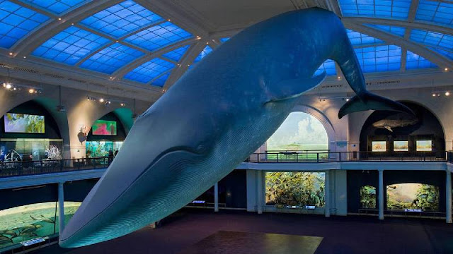 Whale at the Smithsonian