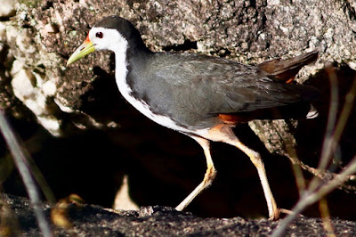 White-breasted Waterhen - resident
