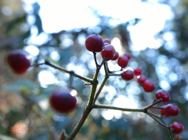 Viburnum dilatatum