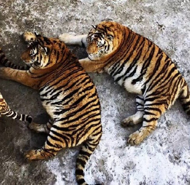 Harimau Obesiti Di China, Chubby tigers in Harbin, harimau gemuk, haiwan buas gemuk