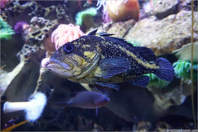 New England Aquarium: Olympic Coast Santuary