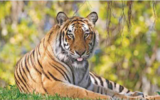 HSC English First Paper | Unit: 8, Lesson: 4 | Environment and Nature | Threats to Tigers of Mangrove Forest