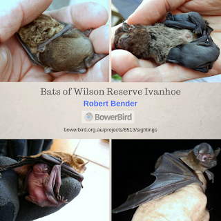 Bats of Wilson Reserve Ivanhoe
