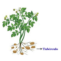 Tubérculos son los que almacenan sustancias de reserva (alimento) como la patata.