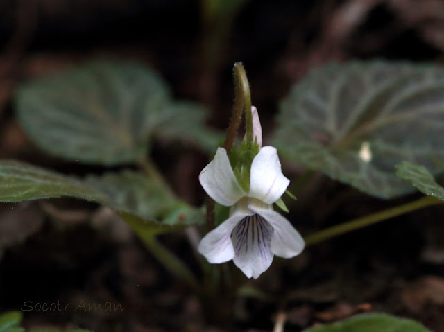 Viola yezoensis