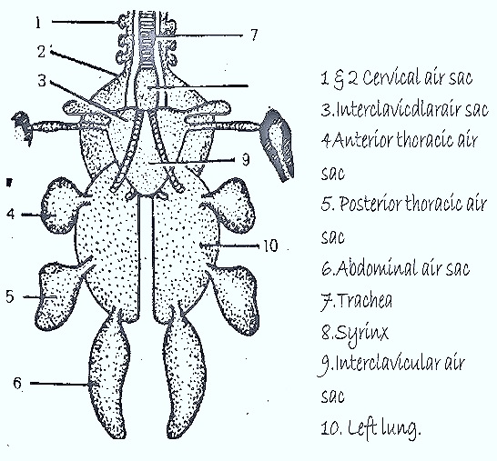bird-respiration-lungs
