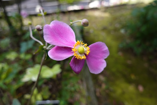 鳥取県西伯郡南部町鶴田　とっとり花回廊　花の丘　貴船菊（きぶねぎく）