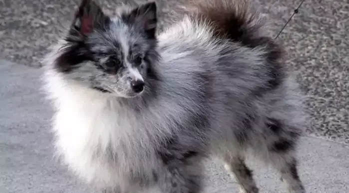 Aussiepom Dog Breed