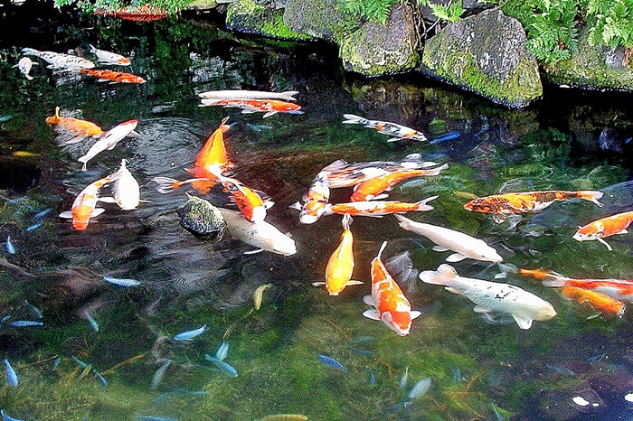 Filter Terbaik untuk Kolam  Ikan  Koi Akuarium Ikan  Hias