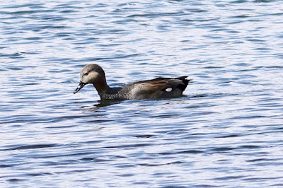 "An beautiful Gadwall (Mareca strepera) gliding gently on calm water, displaying its delicate plumage with subtle grey and brown tones, accented by a striking black rear end and white wing patches."