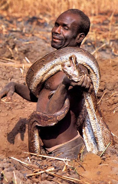 Shocking Pictures of an African Catching Python for a Living