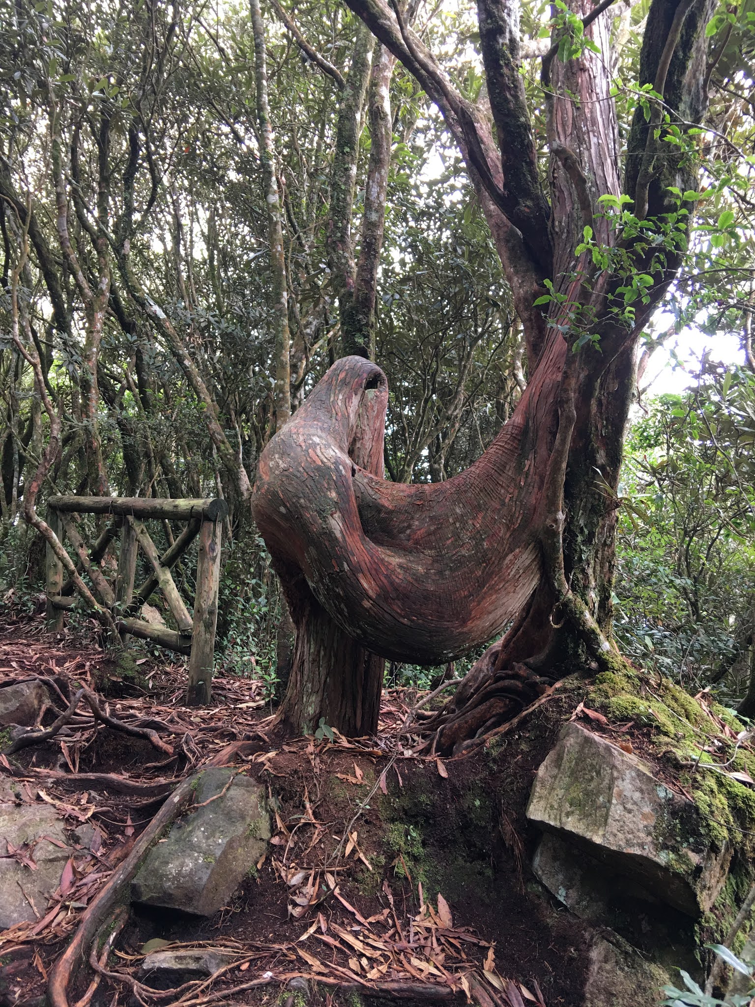 50羚 橫嶺山 沙蓮山o型路線加碼笛吹山