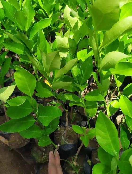 jual bibit jeruk lemon eurika tanaman buah super pohon melayani partai Sulawesi Tenggara