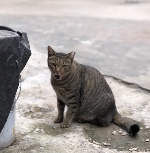 地域猫