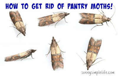 how to kill pantry moths