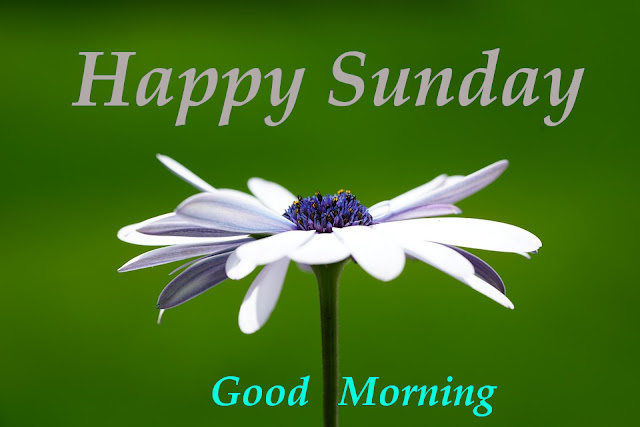 Good Morning Happy Sunday 