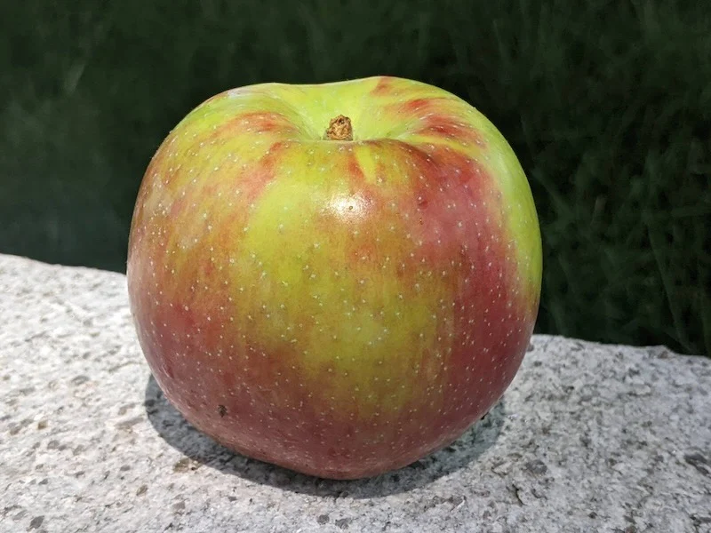 A green apple with a partial red blush and prominent tan lenticel dots
