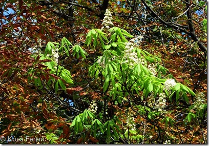 Viragzo_reszlet_P1010172