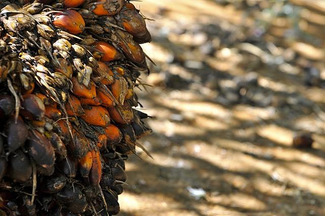 Podemos dizer que o dendê é uma das marcas da culinária baiana. Difícil encontrar quem não goste de uma moqueca ou um acarajé quentinho. Em Salvador, nas sextas-feiras, é possível sentir de longe o aroma do “azeite de cheiro” que tempera e colore a ‘comida baiana’ nos restaurantes. Mas qual a origem do dendezeiro,  “Elaeis guineensis” ou Igi Ope em iorubá, e do azeite de dendê?