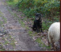 "Hoezo schaap? 'ik zie geen schaap"'