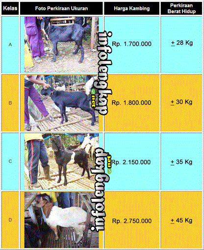 harga kambing kurban