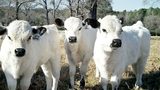 British White Cattle Pros and Cons, Facts, Price