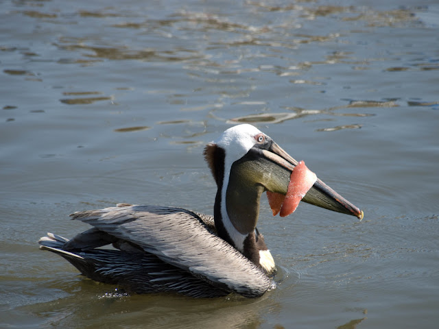 Georgia Birds Pictures