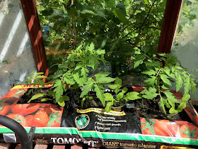 Chez Maximka, growing tomatoes in gro-bags