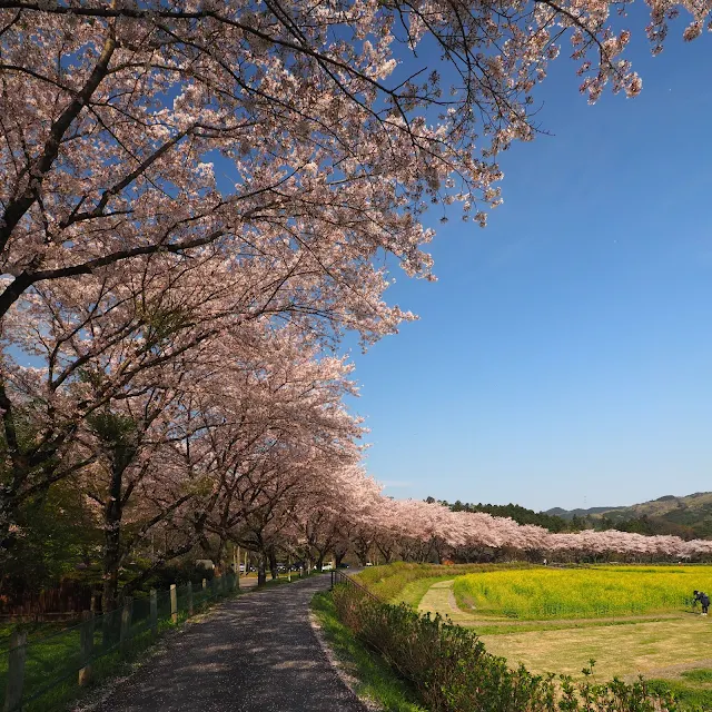 巾着田　桜　菜の花