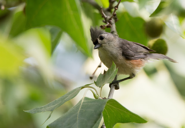 Tufted Titmouse