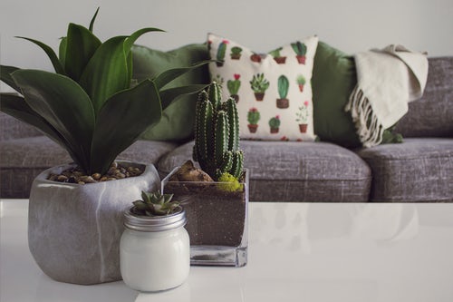 Home plants in the lounge on a coffee table, with a sofa in the background.