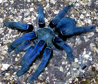 tarantula cobalt blue giant spider haplopelma lividum animal pets arachnida species wallpaper