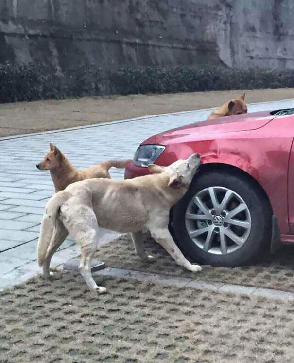 Man Kicks A Dog. Dog Comes Back With Friends And Destroys His Car While He's Away