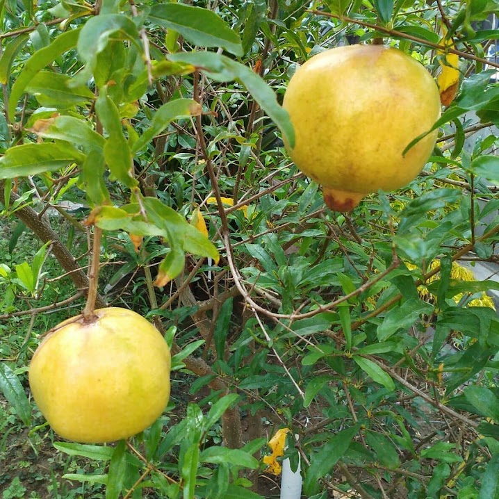 bibit buah unggul delima putih cepat malang Makassar