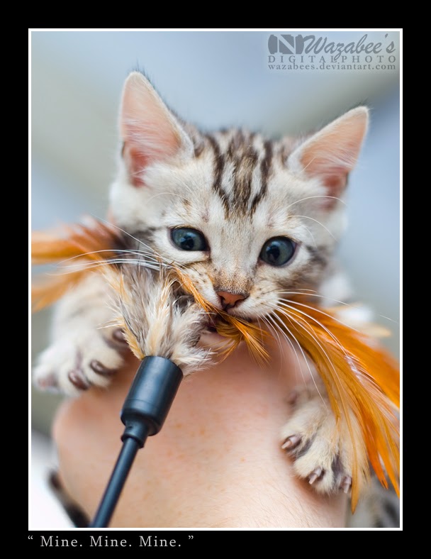 150 gambar kucing lucu dan imut termasuk anggora, persia, dan maine coon