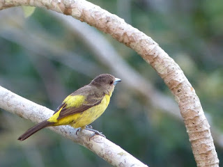 Tangara à dos citron - Ramphocelus icteronotus