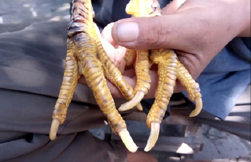 Sisik Ubed Ayam Bangkok Ciri Dan Keistimewaanya
