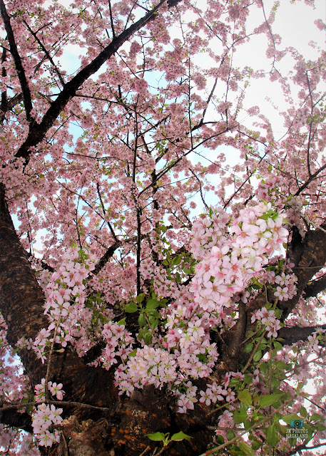 cherry-blossoms-kisama-heritage-village-kohima-nagaland