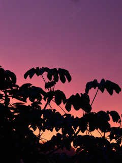 Tropical plant silhouettes against sunset sky color.