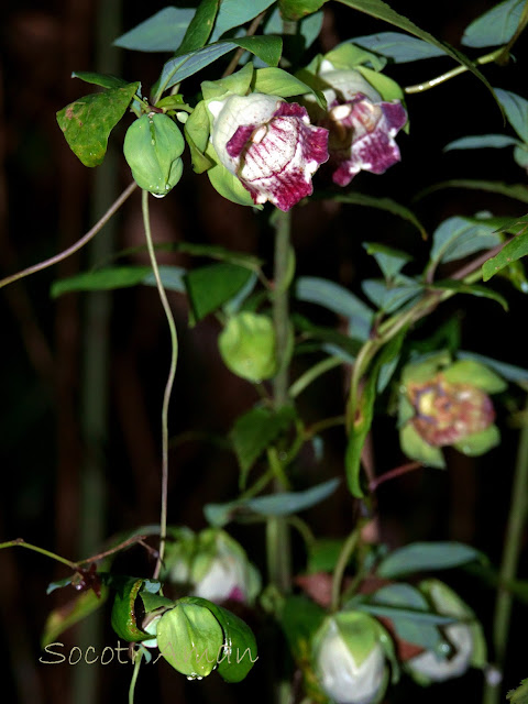 Codonopsis lanceolata