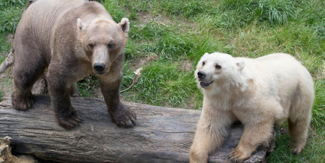 Bear escaping zoo shot dead enclosure with her brother