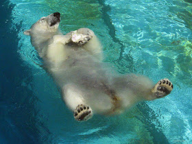 funny animal pictures, polar bear sleeps on water